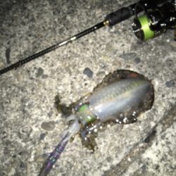 サイズは上がらず