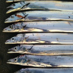 阿南市の那賀川河口でタチウオ