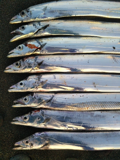 阿南市の那賀川河口でタチウオ