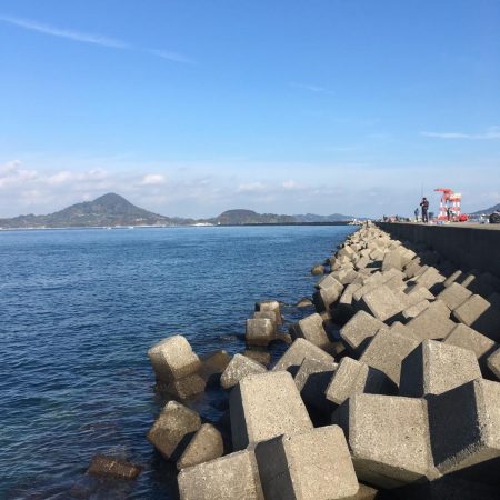 エギング コウイカ