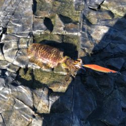 南紀デイエギング