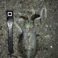 サビキでアジ釣ってからアオリ