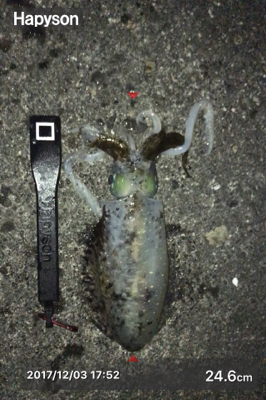 サビキでアジ釣ってからアオリ