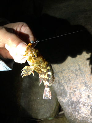 メバリングランガンのはずが…