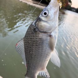 コイとフナのワーム釣り