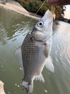 コイとフナのワーム釣り