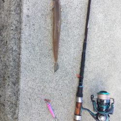 エソしか釣れません