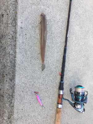 エソしか釣れません