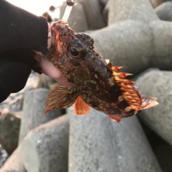 マヅメ攻めるも、、