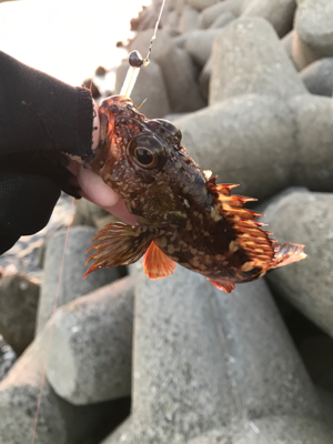 マヅメ攻めるも、、