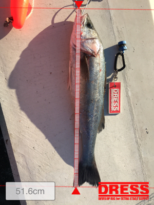 朝まずめ寒すぎ