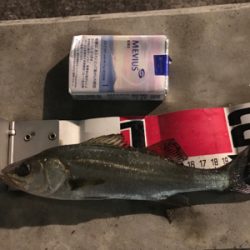 メバル、セイゴ！