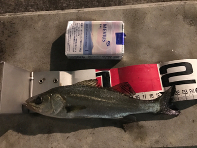 メバル、セイゴ！