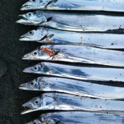 阿南市の那賀川河口でタチウオ