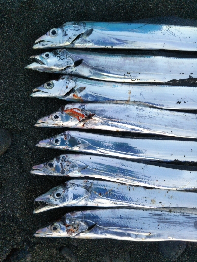 阿南市の那賀川河口でタチウオ