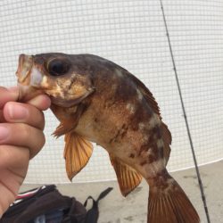 穴釣りで、メバルガシラ！