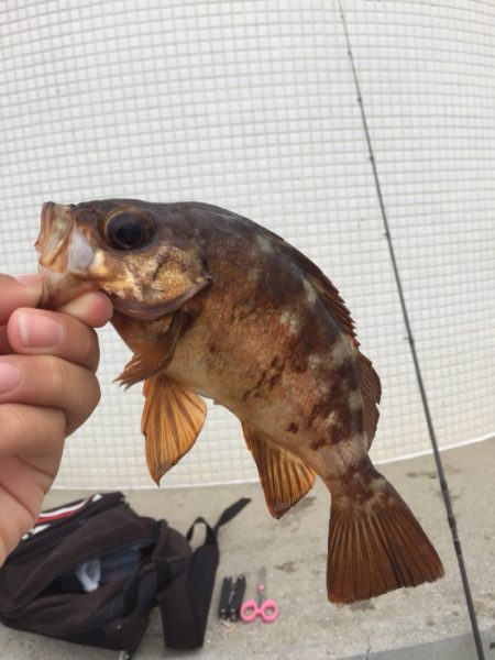 穴釣りで、メバルガシラ！