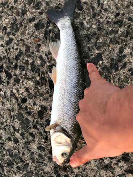 釣れたものの…