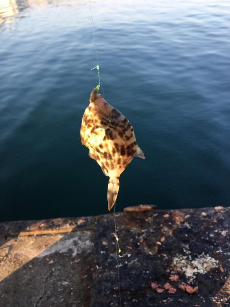 カワハギそろそろ終わりかなぁー！