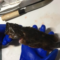 穴釣りでこのサイズ！？