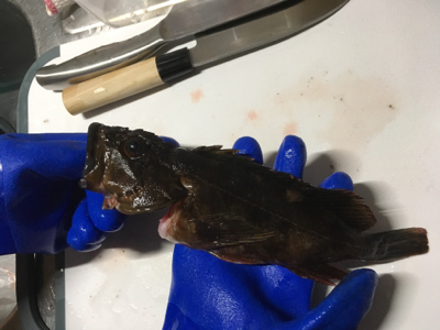 穴釣りでこのサイズ！？