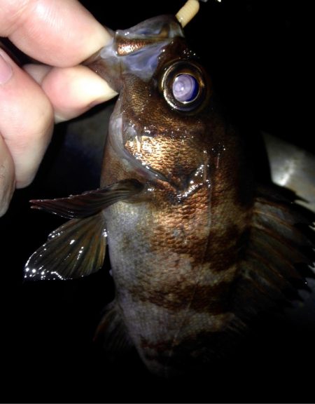 休憩メバリング