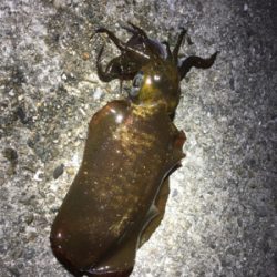 ぱたぱたと短時間で