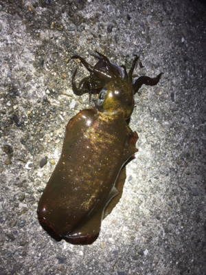 ぱたぱたと短時間で