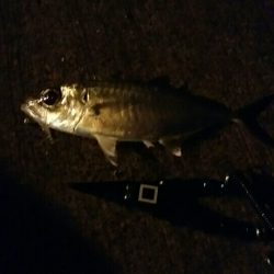 小笠原父島のメアジ