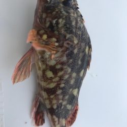 いつもの仕事帰り釣行