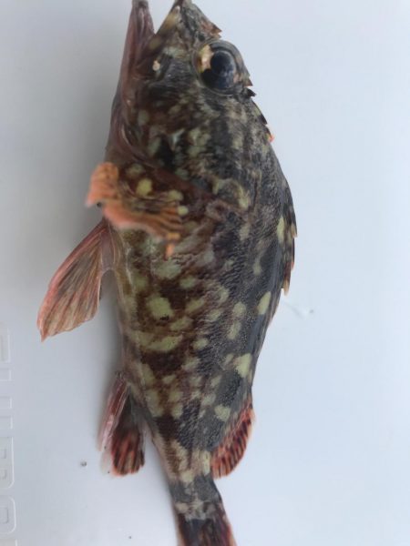 いつもの仕事帰り釣行