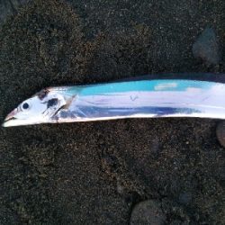 阿南市の那賀川河口でタチウオ