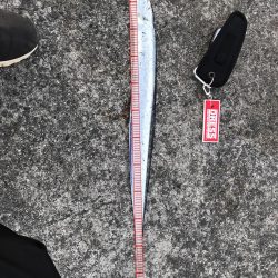 ケーソンタチウオ