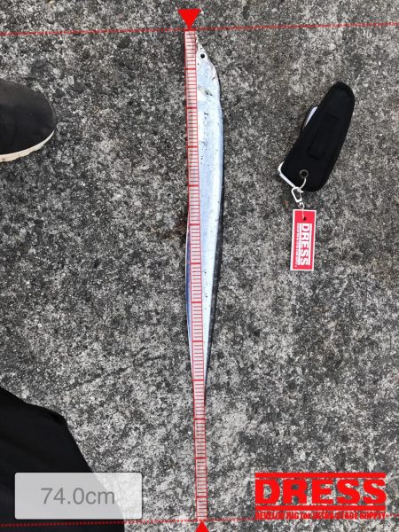 ケーソンタチウオ