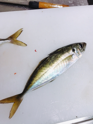 加太の三邦丸でアジとカワハギ