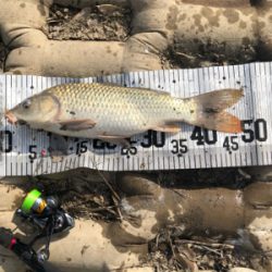 コイ釣り（ルアー）