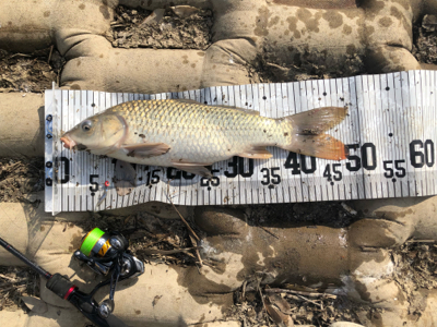 コイ釣り（ルアー）