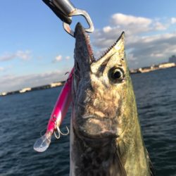 サワラとサゴシ♫