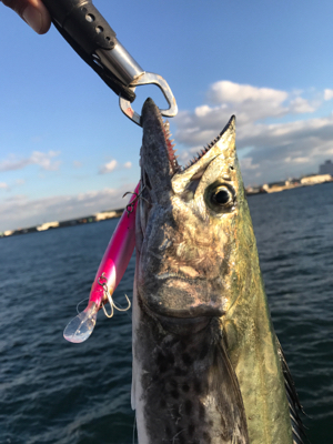 サワラとサゴシ♫