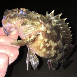 岸際ライトゲーム