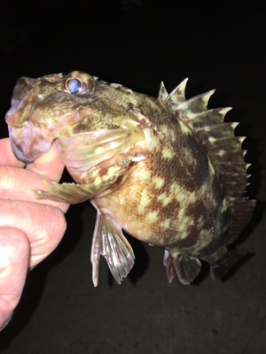 岸際ライトゲーム