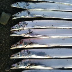 阿南市の那賀川河口でタチウオ