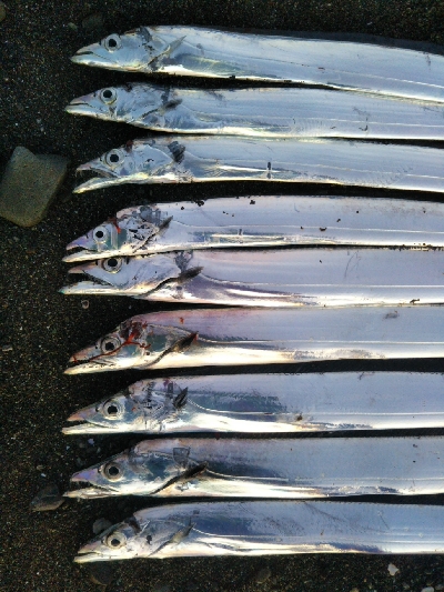 阿南市の那賀川河口でタチウオ