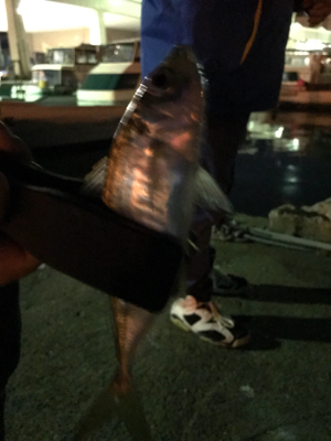 ちょこっとアジング