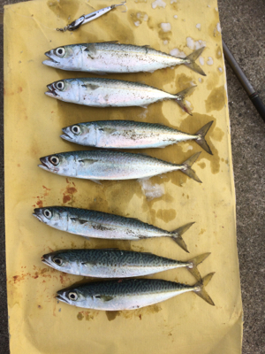 沖堤防で落とし込み釣り