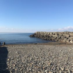 狙い通りのアオリイカ!