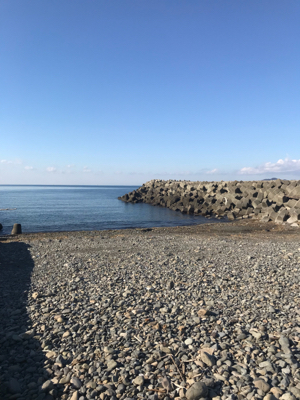 狙い通りのアオリイカ!