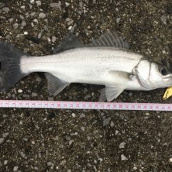 アジングとシーバス