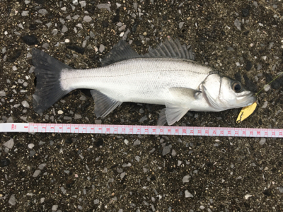 アジングとシーバス