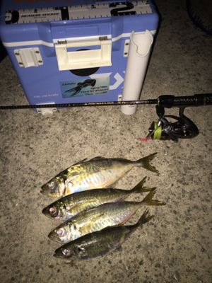 仕事帰りにチョコとアジング